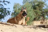 MALINOIS 136